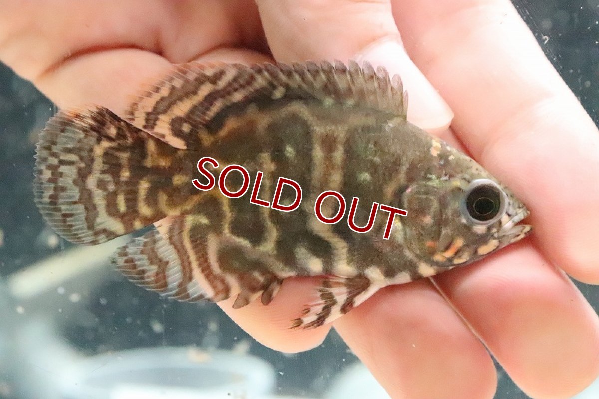 画像2: 【淡水魚】美種 ワイルドオスカー サンガブリエル産【１匹 サンプル画像】(±7cm)(大型魚)(生体)(熱帯魚)NKO (2)