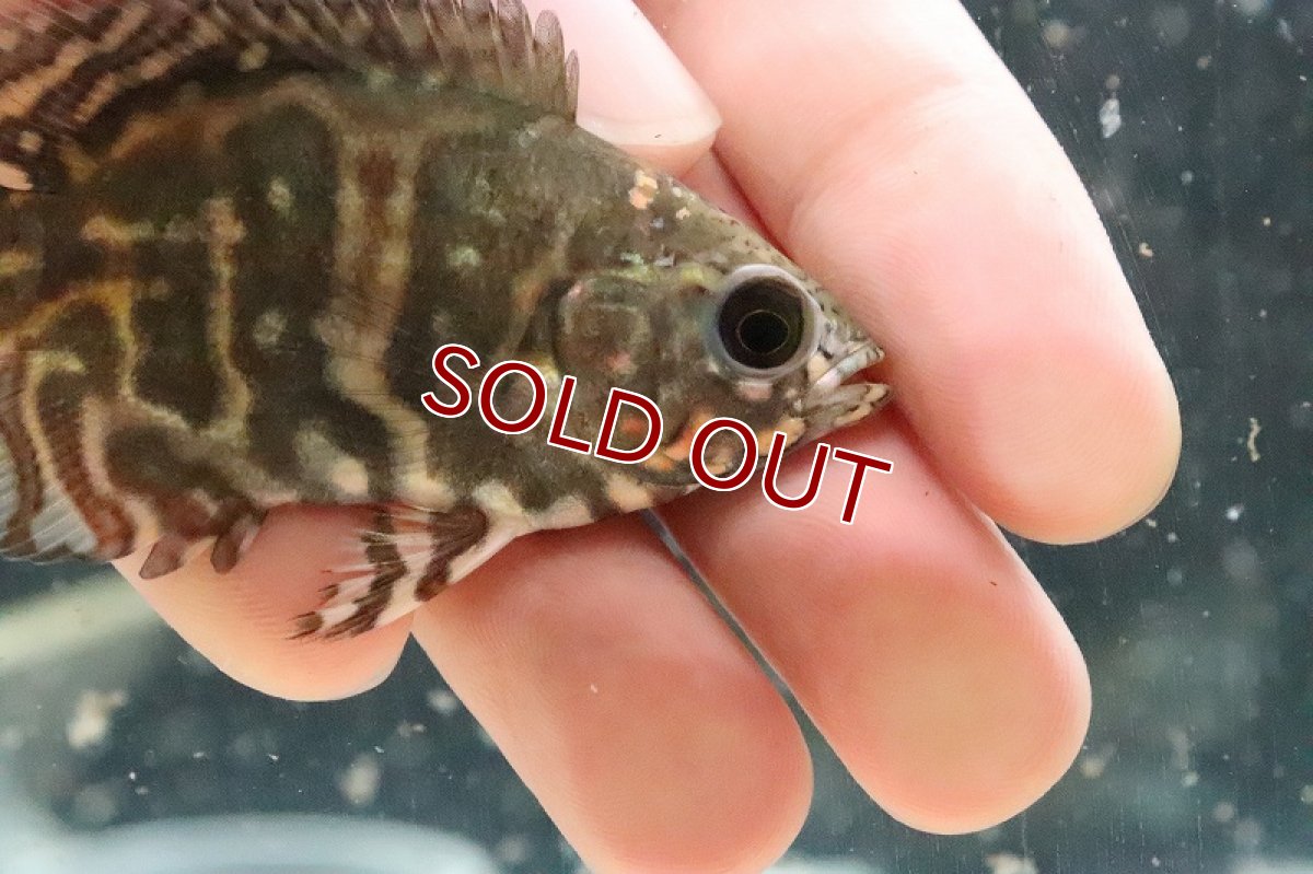 画像3: 【淡水魚】美種 ワイルドオスカー サンガブリエル産【１匹 サンプル画像】(±7cm)(大型魚)(生体)(熱帯魚)NKO (3)