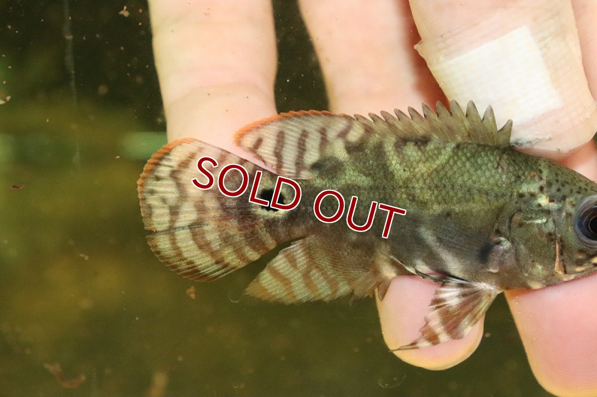 画像2: 【淡水魚】美種 ワイルドオスカー アレンカークルア産【１匹 サンプル画像】(±7cm)(大型魚)(生体)(熱帯魚)NKO (2)