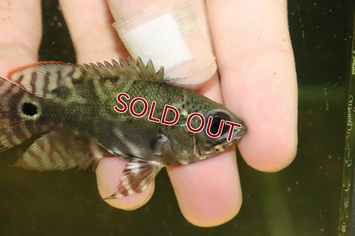 画像3: 【淡水魚】美種 ワイルドオスカー アレンカークルア産【１匹 サンプル画像】(±7cm)(大型魚)(生体)(熱帯魚)NKO (3)