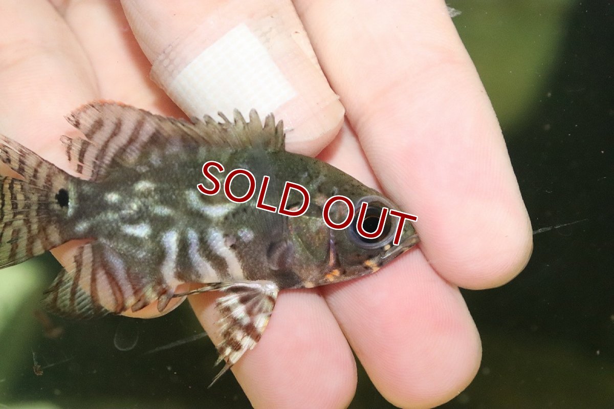 画像2: 【淡水魚】特価 ワイルドオスカー アレンカーラーゴグランデ産【１匹 サンプル画像】(±5cm)(大型魚)(生体)(熱帯魚)NKO (2)