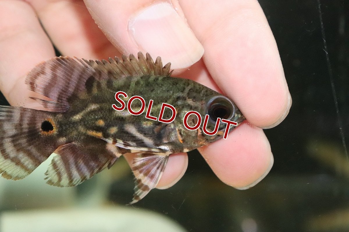 画像2: 【淡水魚】新産地 ワイルドオスカー アレンカークリペア産【１匹 サンプル画像】(±5cm)(大型魚)(生体)(熱帯魚)NKO (2)