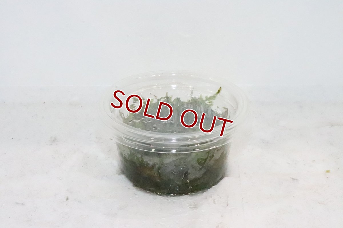画像1: 【通販 水草】南米ウィローモス【1カップ サンプル画像】（陰性水草)（生体）（熱帯魚） (1)