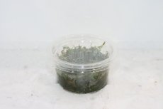 画像1: 【通販 水草】南米ウィローモス【1カップ サンプル画像】（陰性水草)（生体）（熱帯魚） (1)