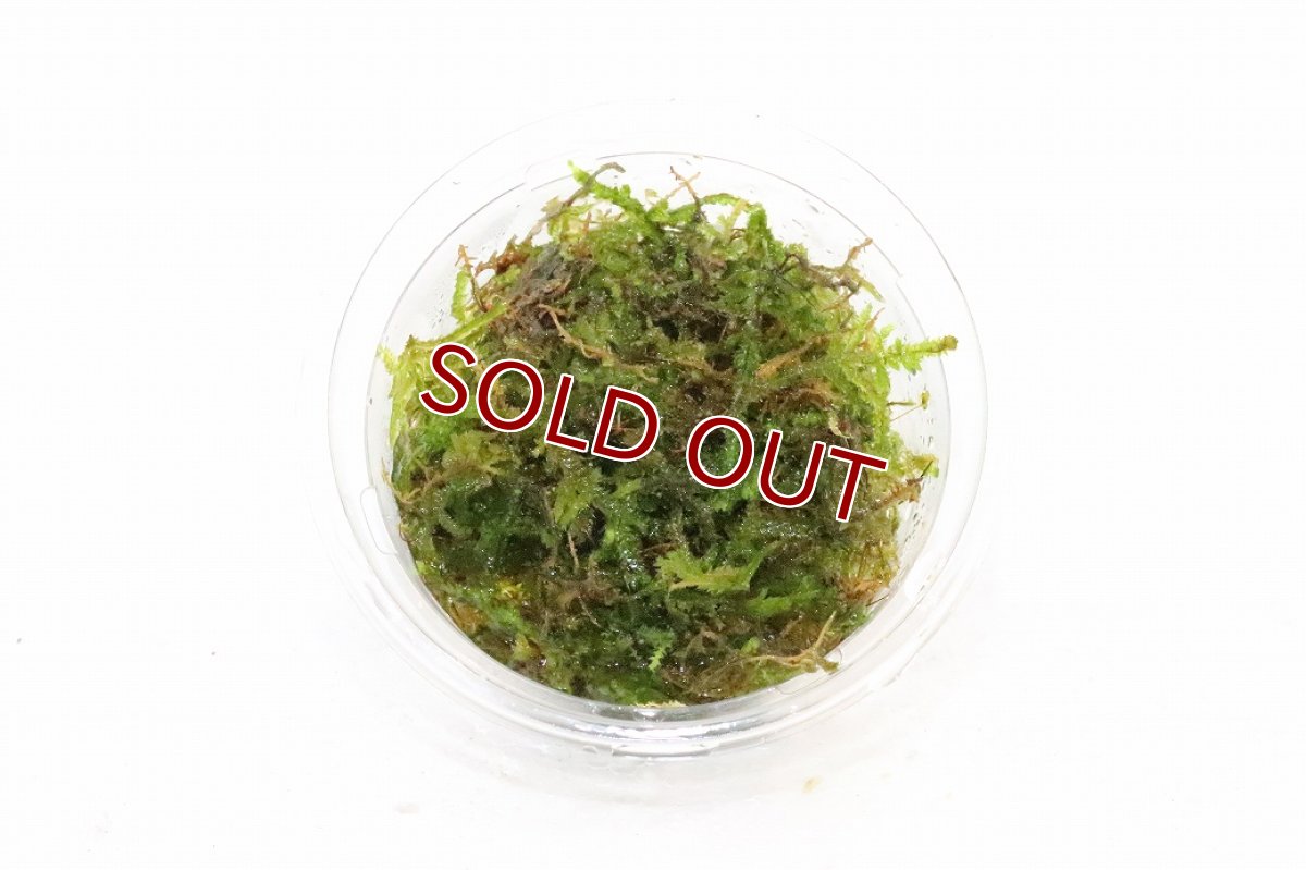 画像2: 【通販 水草】南米ウィローモス【1カップ サンプル画像】（陰性水草)（生体）（熱帯魚） (2)