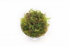 画像2: 【通販 水草】南米ウィローモス【1カップ サンプル画像】（陰性水草)（生体）（熱帯魚） (2)