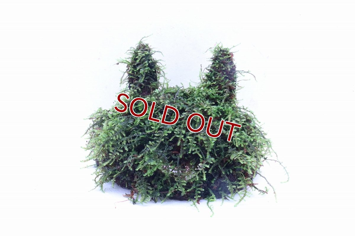 画像1: 【通販 水草】南米ウィローモス ココナッツラビット(輸入品)【1個 サンプル画像】（陰性水草)（生体）（熱帯魚） (1)