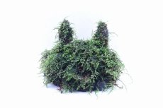 画像1: 【通販 水草】南米ウィローモス ココナッツラビット(輸入品)【1個 サンプル画像】（陰性水草)（生体）（熱帯魚） (1)