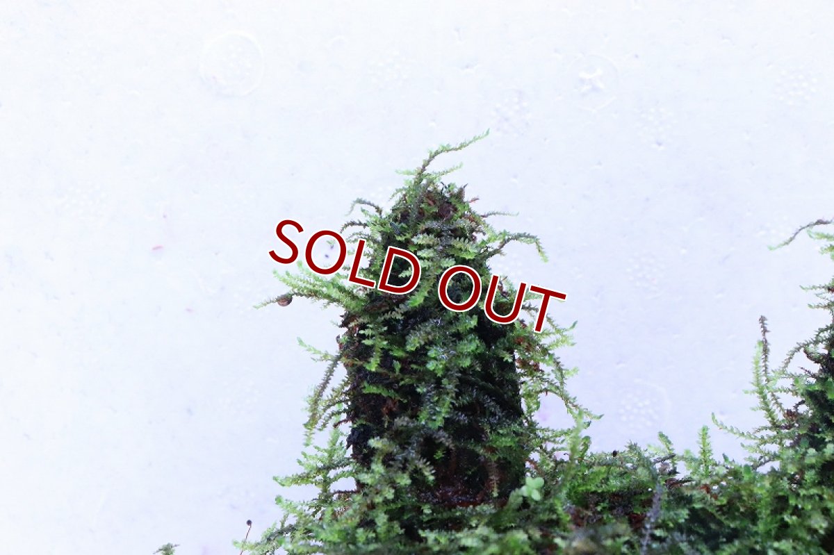 画像2: 【通販 水草】南米ウィローモス ココナッツラビット(輸入品)【1個 サンプル画像】（陰性水草)（生体）（熱帯魚） (2)