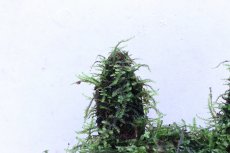 画像2: 【通販 水草】南米ウィローモス ココナッツラビット(輸入品)【1個 サンプル画像】（陰性水草)（生体）（熱帯魚） (2)