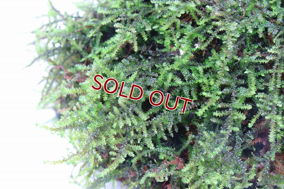 画像3: 【通販 水草】南米ウィローモス ココナッツラビット(輸入品)【1個 サンプル画像】（陰性水草)（生体）（熱帯魚） (3)