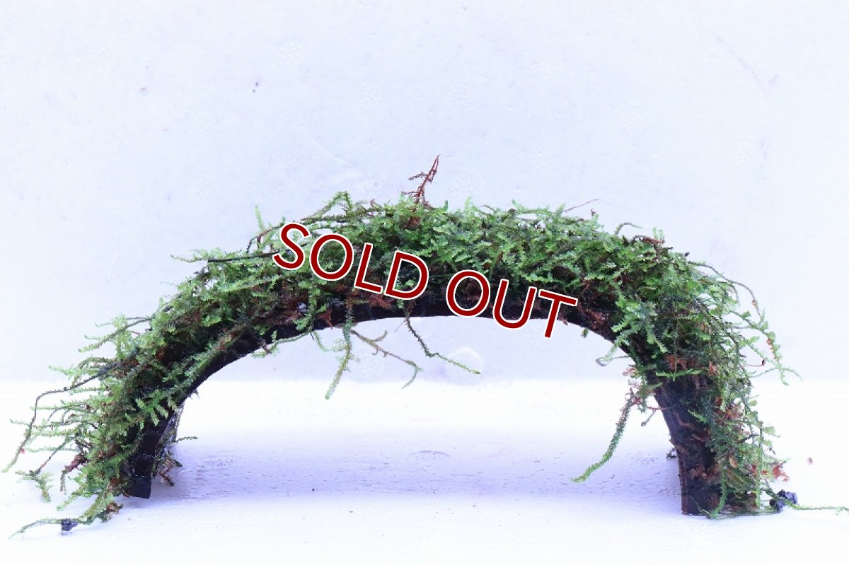 画像2: 【通販 水草】南米ウィローモス ココナッツアーチ(輸入品)【1個 サンプル画像】（陰性水草)（生体）（熱帯魚） (2)