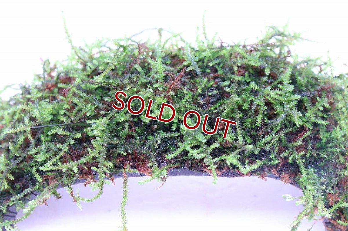 画像3: 【通販 水草】南米ウィローモス ココナッツアーチ(輸入品)【1個 サンプル画像】（陰性水草)（生体）（熱帯魚） (3)