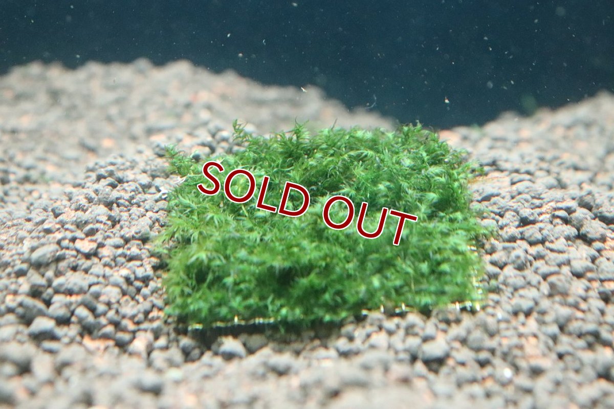 画像1: 【通販 水草】ウォーターフェザー(輸入品)【1個 サンプル画像】（モス)（生体）（熱帯魚） (1)