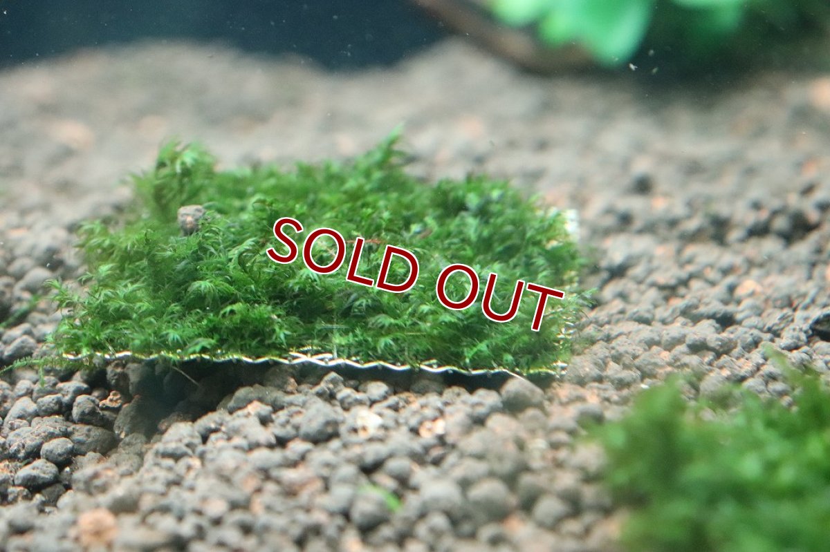 画像2: 【通販 水草】ウォーターフェザー(輸入品)【1個 サンプル画像】（モス)（生体）（熱帯魚） (2)
