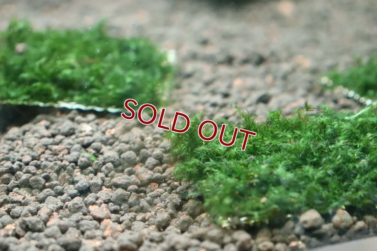 画像3: 【通販 水草】ウォーターフェザー(輸入品)【1個 サンプル画像】（モス)（生体）（熱帯魚） (3)