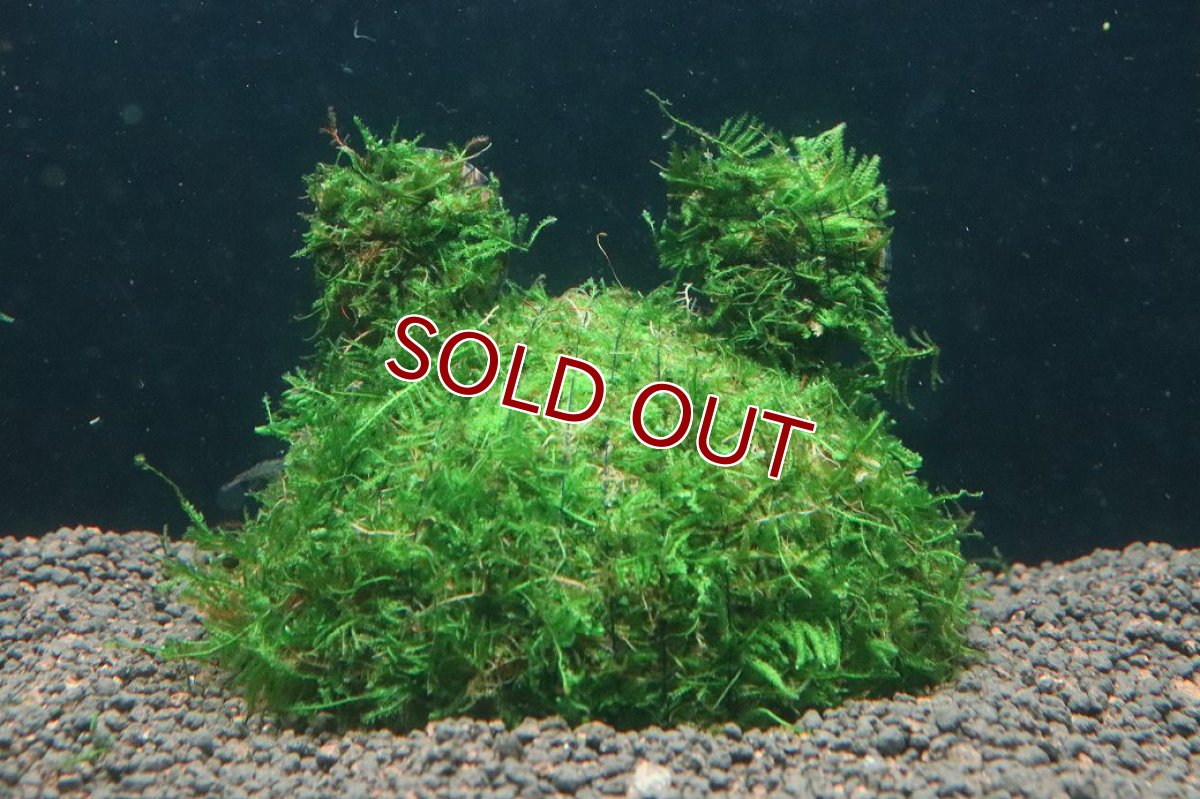 画像1: 【通販 水草】ココナッツベアー 南米ウィローモス(輸入品)【1個 サンプル画像】（モス)（生体）（熱帯魚） (1)