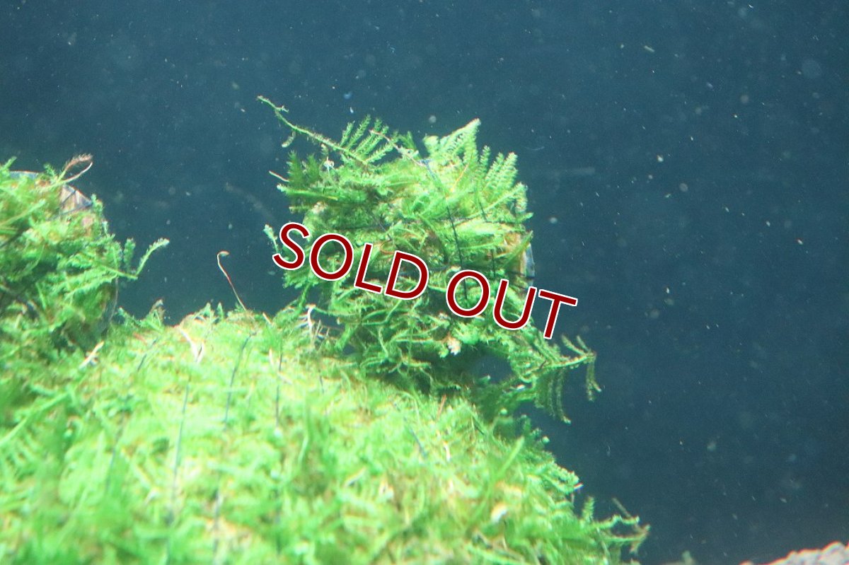 画像2: 【通販 水草】ココナッツベアー 南米ウィローモス(輸入品)【1個 サンプル画像】（モス)（生体）（熱帯魚） (2)