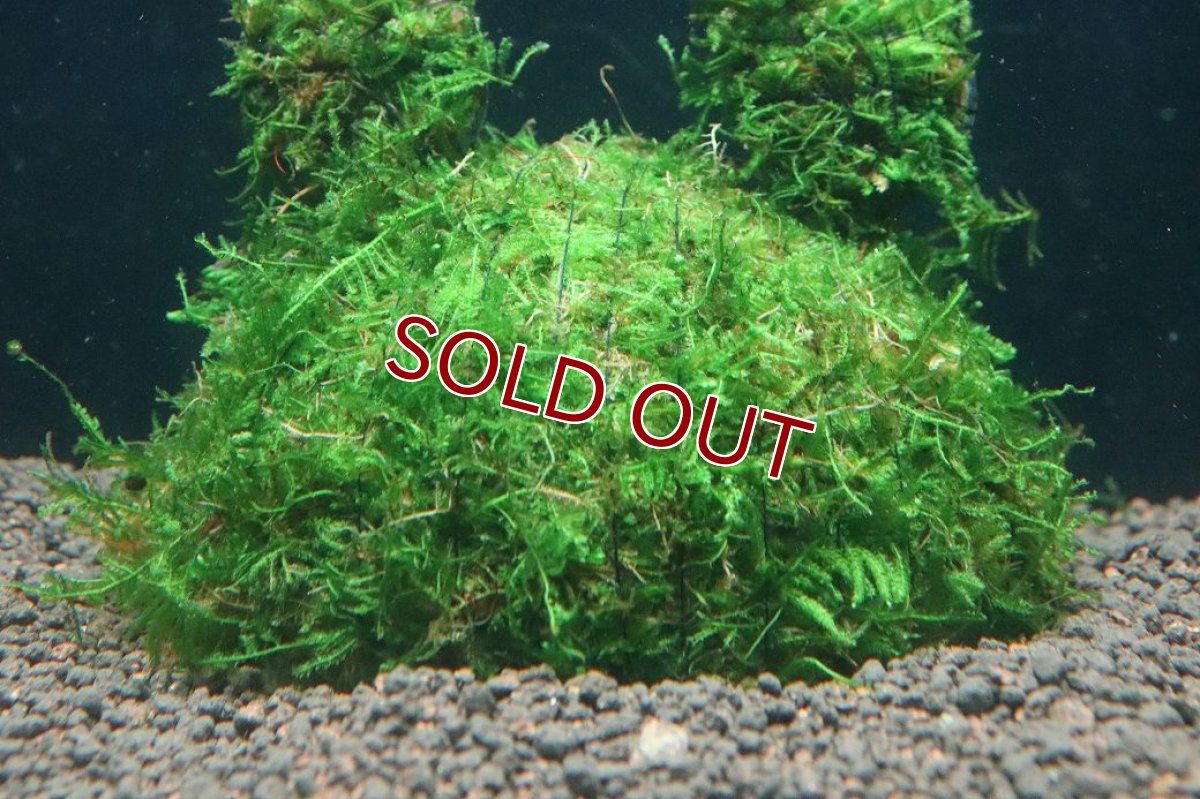 画像3: 【通販 水草】ココナッツベアー 南米ウィローモス(輸入品)【1個 サンプル画像】（モス)（生体）（熱帯魚） (3)