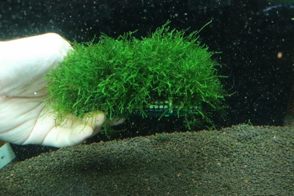通販 水草】国産 南米ウィローモスマット(無農薬)【1枚 サンプル画像