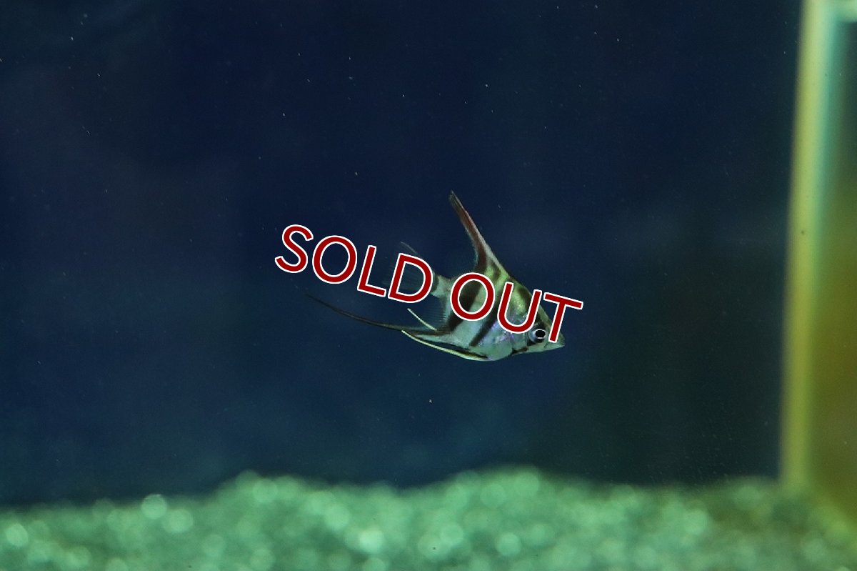 画像2: 【淡水魚】【通販】ネグロアルタムエンゼルフィッシュ レッドショルダーサンタイザベル産【１匹 サンプル画像】(±3cm)(生体)(熱帯魚)NK (2)