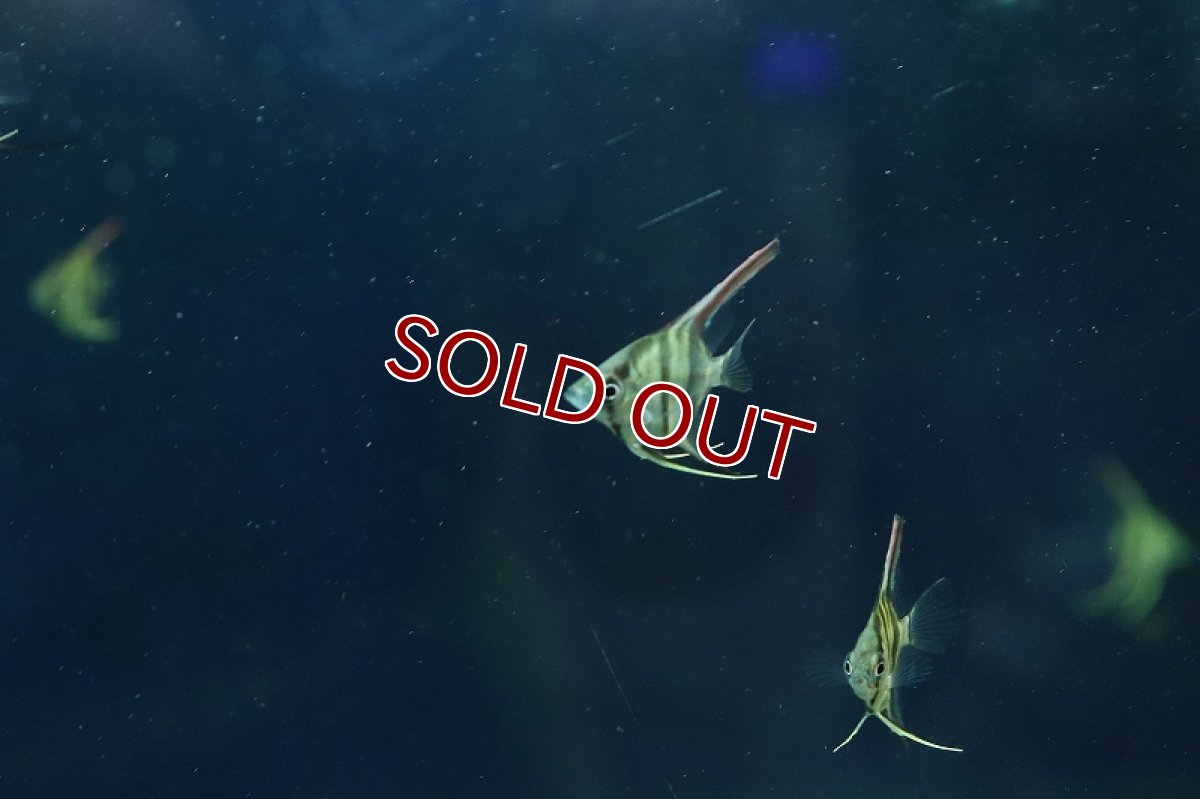 画像3: 【淡水魚】【通販】ネグロアルタムエンゼルフィッシュ レッドショルダーサンタイザベル産【１匹 サンプル画像】(±3cm)(生体)(熱帯魚)NK (3)