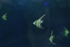 画像3: 【淡水魚】【通販】大特価 レッドショルダーエンゼルフィッシュ プルス産 F-1個体【１匹 サンプル画像】(±3cm)(生体)(熱帯魚)NK (3)