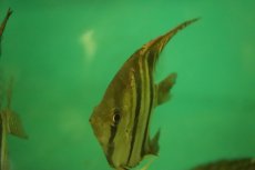 画像4: 【淡水魚】【通販】特価 激レア レッドショルダーエンゼル サンタイザベル産 ワイルド【１匹サンプル画像】(±横10 縦12cm)(生体)(熱帯魚)NK (4)