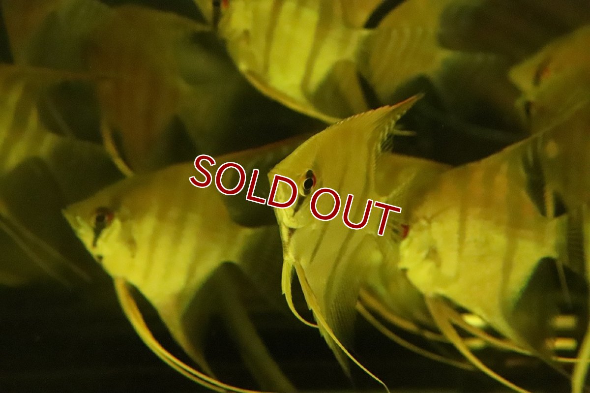 画像2: 【淡水魚】レア産地 超激レア スカラレエンゼル アレンカークルア産 ワイルド【１匹 サンプル画像】(±7-9cm)(生体)(熱帯魚)NK (2)