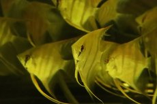 画像2: 【淡水魚】【通販】レア産地 超激レア スカラレエンゼル アレンカークルア産 ワイルド【１匹 サンプル画像】(±7-9cm)(生体)(熱帯魚)NK (2)