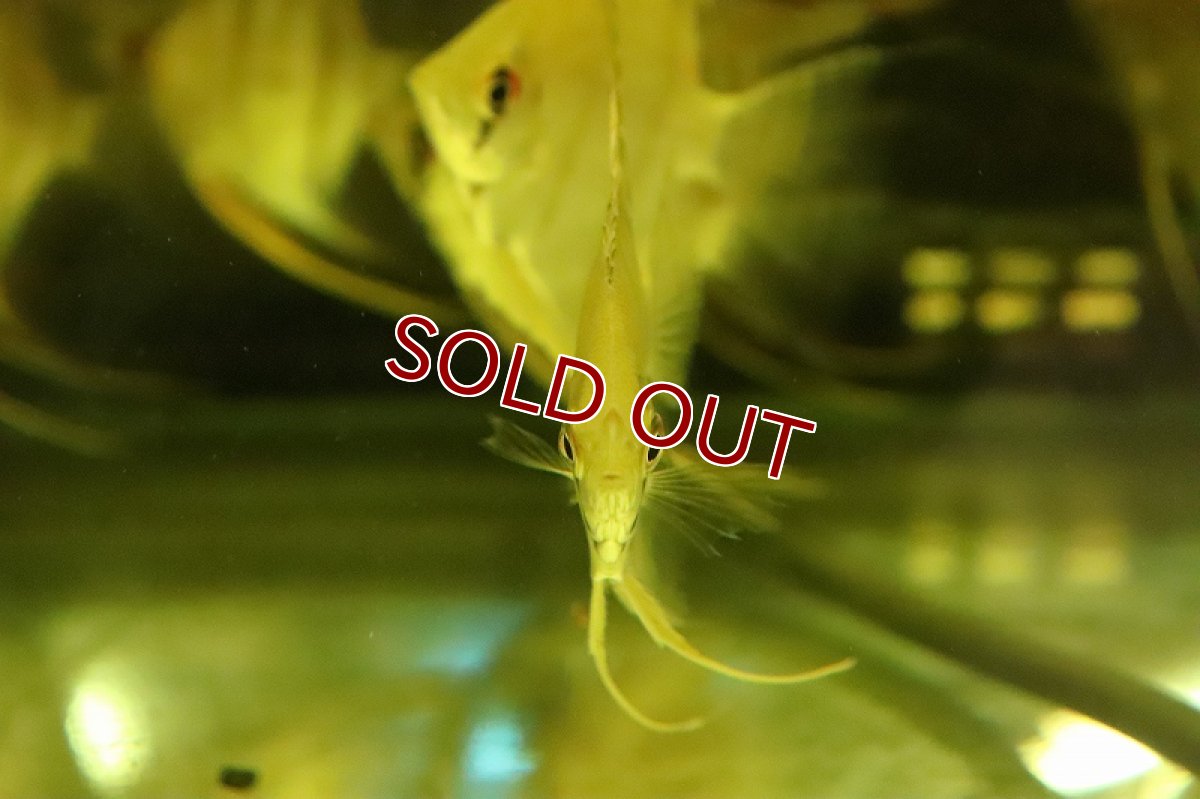 画像3: 【淡水魚】レア産地 超激レア スカラレエンゼル アレンカークルア産 ワイルド【１匹 サンプル画像】(±7-9cm)(生体)(熱帯魚)NK (3)