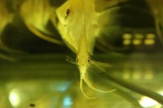 画像3: 【淡水魚】【通販】レア産地 超激レア スカラレエンゼル アレンカークルア産 ワイルド【１匹 サンプル画像】(±7-9cm)(生体)(熱帯魚)NK (3)