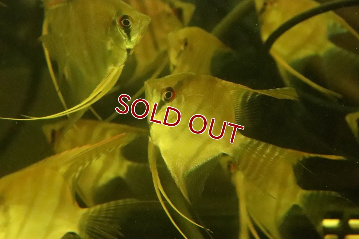 画像5: 【淡水魚】レア産地 超激レア スカラレエンゼル アレンカークルア産 ワイルド【１匹 サンプル画像】(±7-9cm)(生体)(熱帯魚)NK (5)