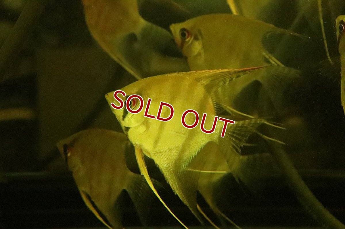 画像6: 【淡水魚】レア産地 超激レア スカラレエンゼル アレンカークルア産 ワイルド【１匹 サンプル画像】(±7-9cm)(生体)(熱帯魚)NK (6)