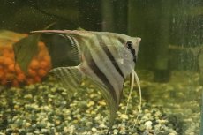 画像1: 【淡水魚】【通販】大特価 レア種 スカラレエンゼル ネグロ カイクビ産 ワイルド【１匹 サンプル画像】(±7-10cm)(生体)(熱帯魚)NK (1)