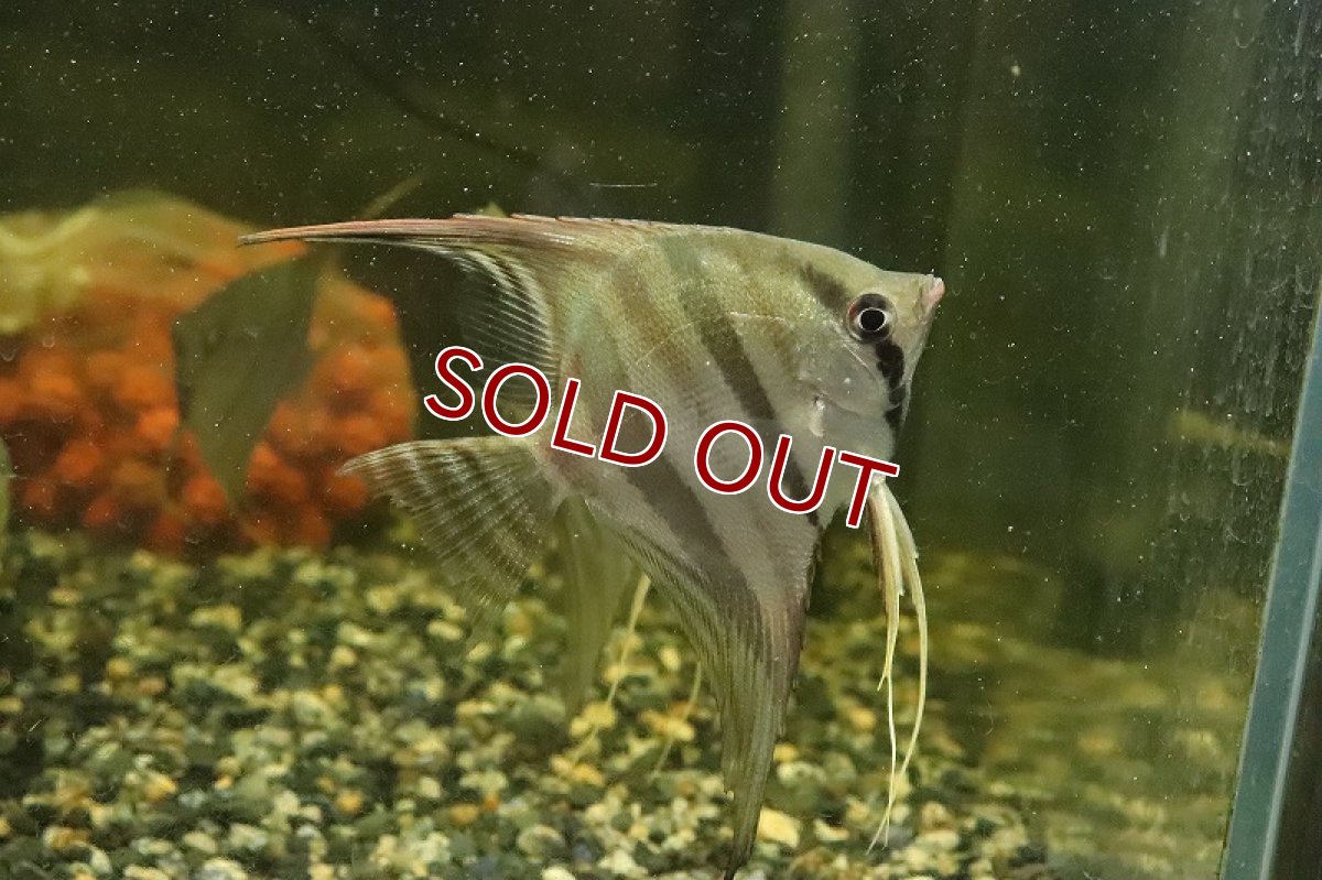 画像2: 【淡水魚】大特価 レア種 スカラレエンゼル ネグロ カイクビ産 ワイルド【１匹 サンプル画像】(±7-10cm)(生体)(熱帯魚)NK (2)
