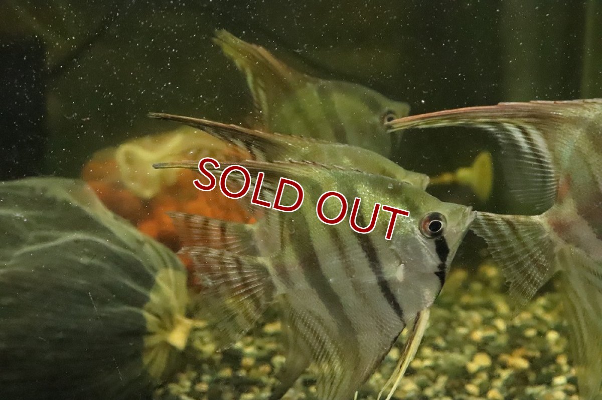 画像3: 【淡水魚】大特価 レア種 スカラレエンゼル ネグロ カイクビ産 ワイルド【１匹 サンプル画像】(±7-10cm)(生体)(熱帯魚)NK (3)