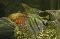 画像3: 【淡水魚】【通販】大特価 レア種 スカラレエンゼル ネグロ カイクビ産 ワイルド【１匹 サンプル画像】(±7-10cm)(生体)(熱帯魚)NK (3)