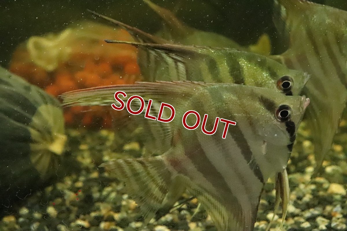 画像4: 【淡水魚】大特価 レア種 スカラレエンゼル ネグロ カイクビ産 ワイルド【１匹 サンプル画像】(±7-10cm)(生体)(熱帯魚)NK (4)