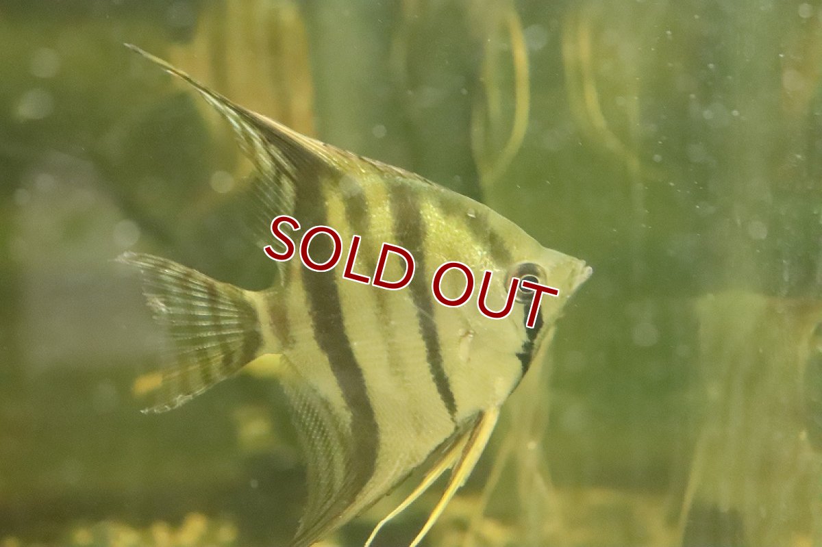 画像5: 【淡水魚】大特価 レア種 スカラレエンゼル ネグロ カイクビ産 ワイルド【１匹 サンプル画像】(±7-10cm)(生体)(熱帯魚)NK (5)