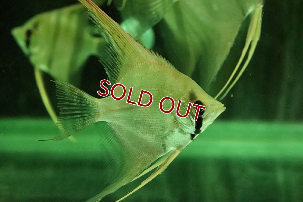 画像2: 【淡水魚】大特価 レア種 スカラレエンゼル ジュファリ産 ワイルド【1匹 サンプル画像】(±7-8cm)(生体)(熱帯魚)NK (2)