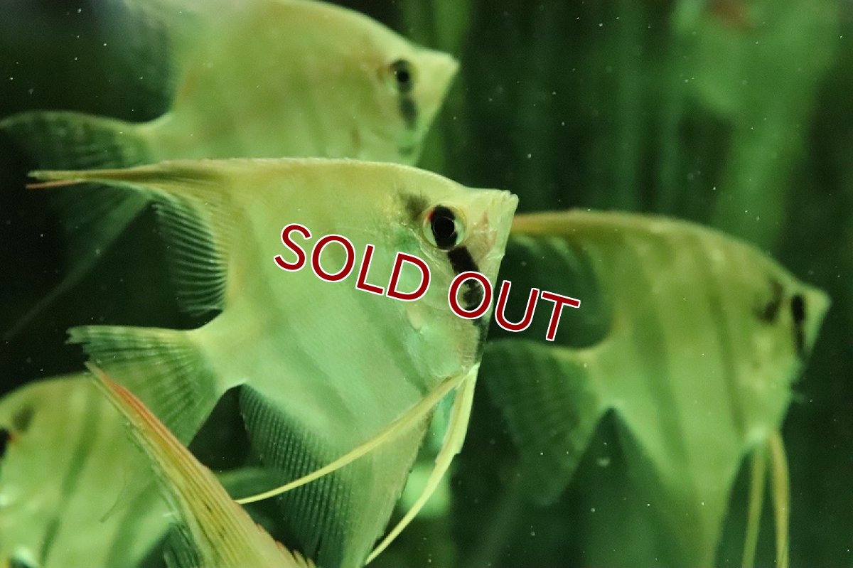 画像3: 【淡水魚】大特価 レア種 スカラレエンゼル ジュファリ産 ワイルド【1匹 サンプル画像】(±7-8cm)(生体)(熱帯魚)NK (3)