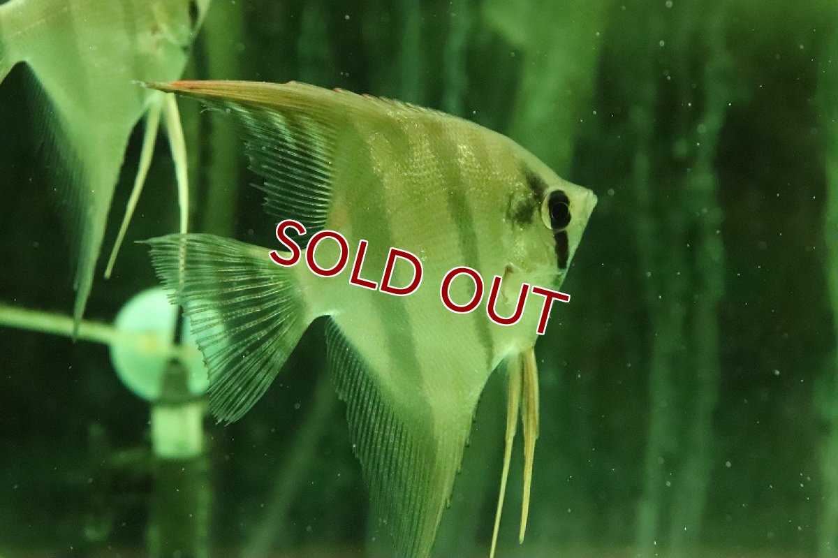 画像4: 【淡水魚】大特価 レア種 スカラレエンゼル ジュファリ産 ワイルド【1匹 サンプル画像】(±7-8cm)(生体)(熱帯魚)NK (4)