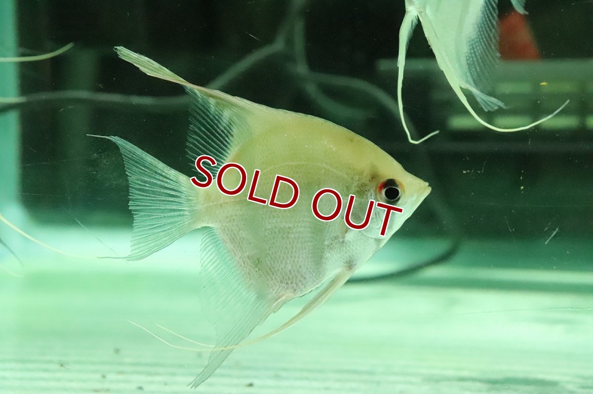 画像2: 【淡水魚】大特価 レア種 スカラレエンゼル アマパ産 ワイルド【1匹 サンプル画像】(±8-10cm)(生体)(熱帯魚)NK (2)