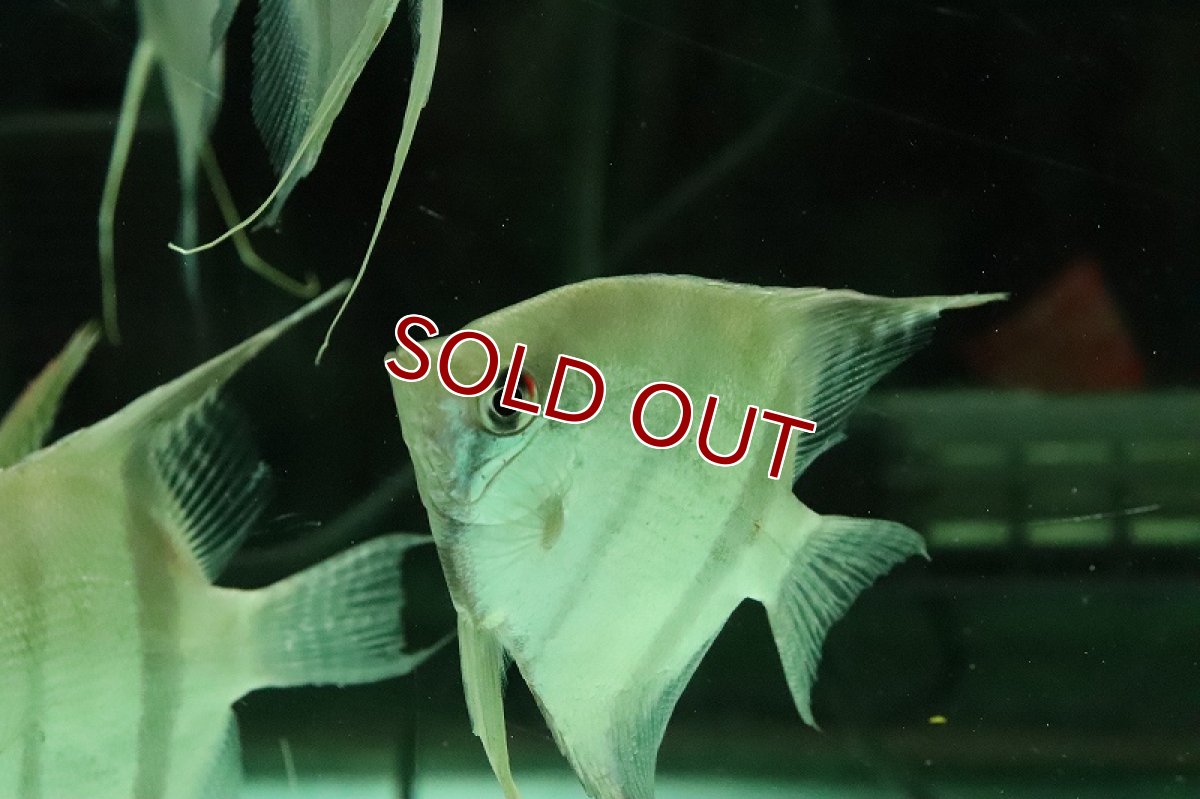 画像3: 【淡水魚】大特価 レア種 スカラレエンゼル アマパ産 ワイルド【1匹 サンプル画像】(±8-10cm)(生体)(熱帯魚)NK (3)