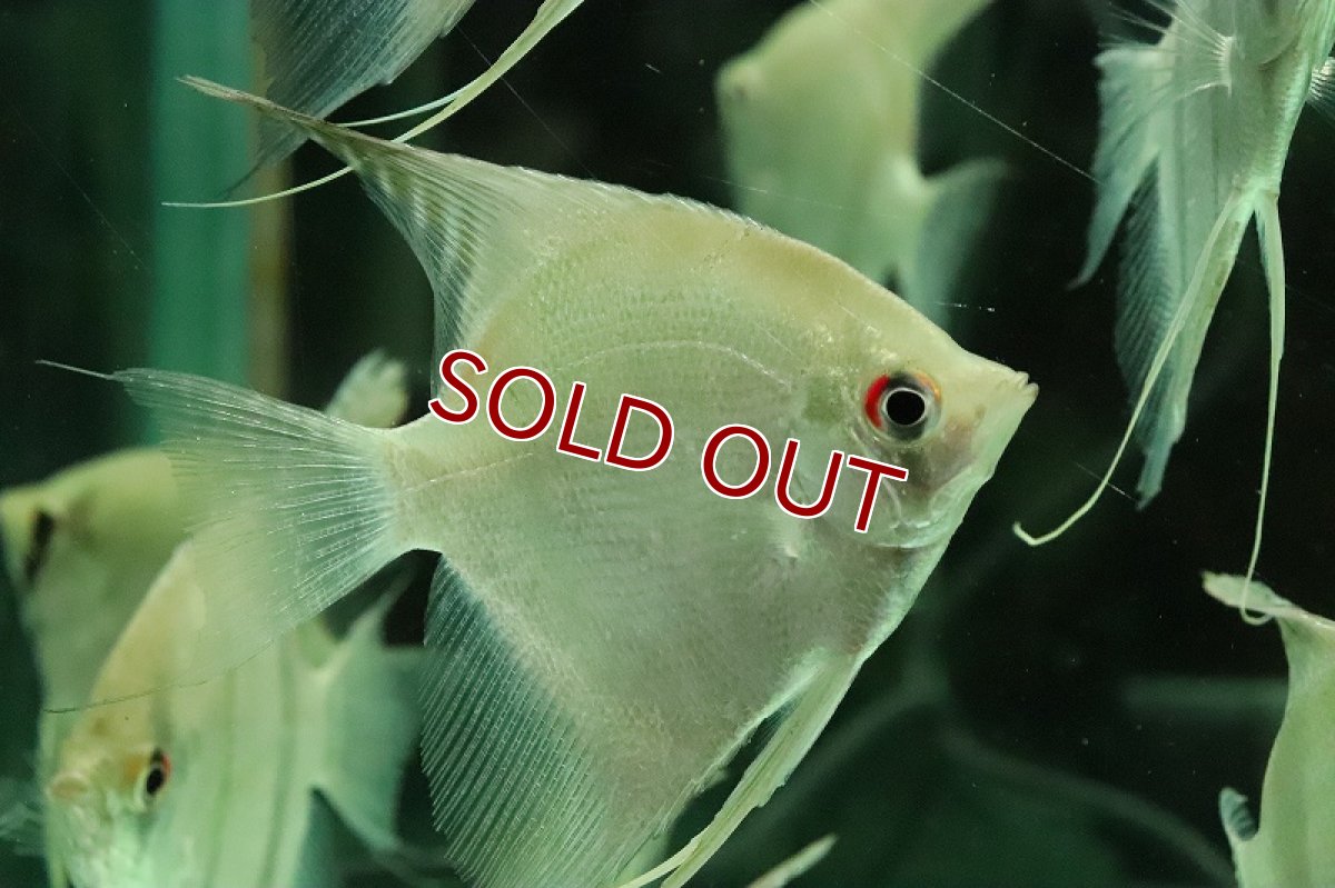 画像4: 【淡水魚】大特価 レア種 スカラレエンゼル アマパ産 ワイルド【1匹 サンプル画像】(±8-10cm)(生体)(熱帯魚)NK (4)