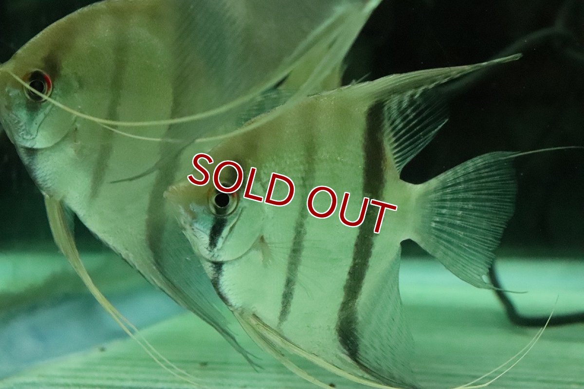 画像5: 【淡水魚】大特価 レア種 スカラレエンゼル アマパ産 ワイルド【1匹 サンプル画像】(±8-10cm)(生体)(熱帯魚)NK (5)