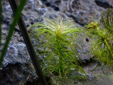 画像1: 【水草】オーストラリア原産 バリスネリア ルブラ オーストラリア【１本 サンプル画像】(珍水草) (1)