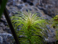 画像2: 【水草】オーストラリア原産 バリスネリア ルブラ オーストラリア【１本 サンプル画像】(珍水草) (2)