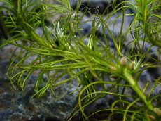 画像3: 【水草】オーストラリア原産 バリスネリア ルブラ オーストラリア【１本 サンプル画像】(珍水草) (3)